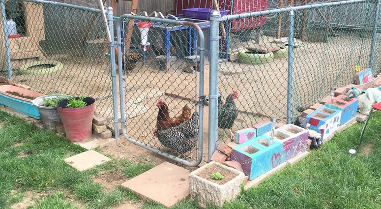 Long Island chickens