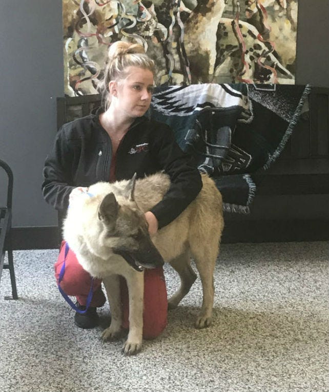  A local animal rescue extends its arms to help some furry four-legged friends from all the way down south.