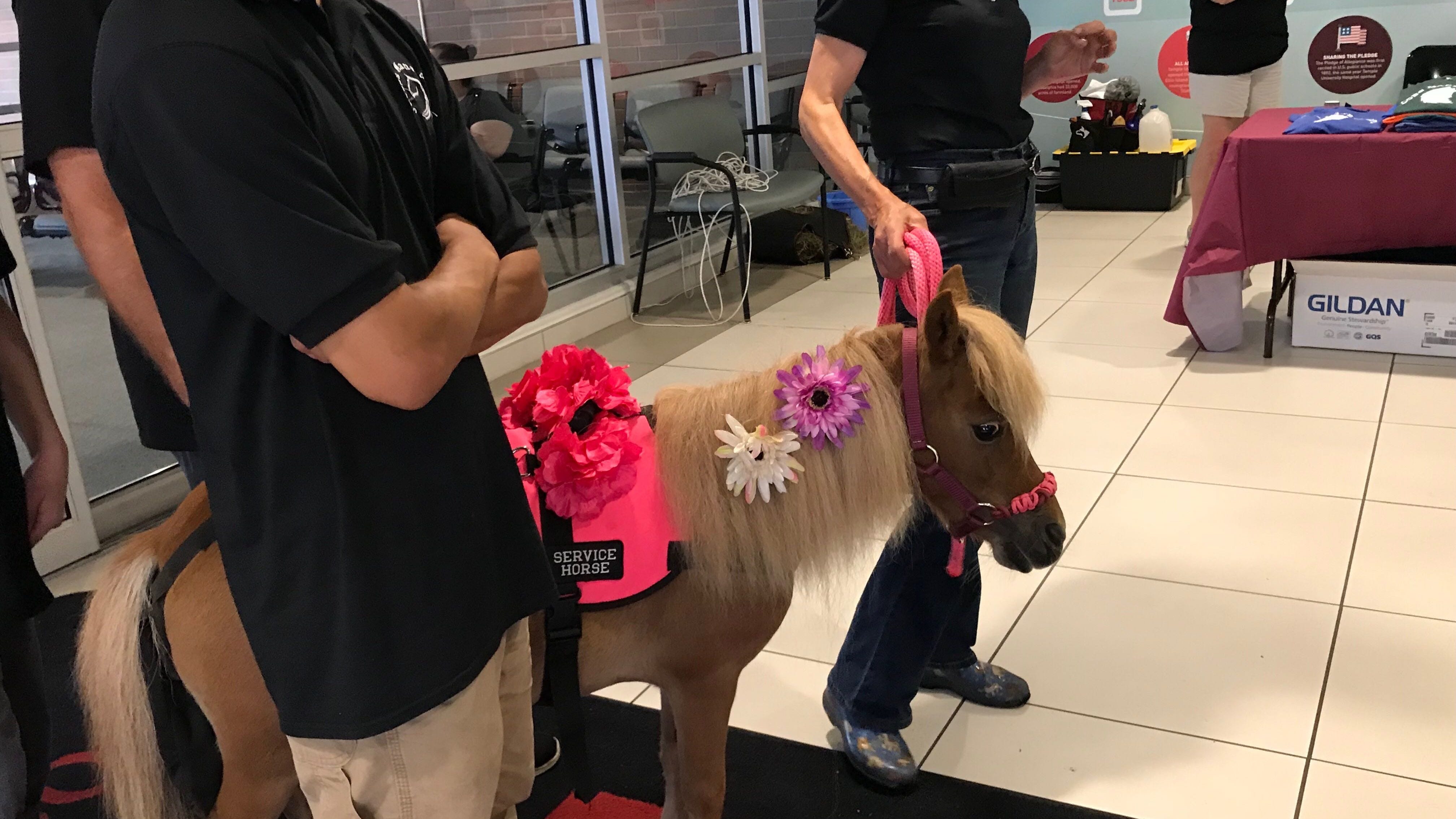 Temple University Hospital adds miniature horse power to therapy animal program