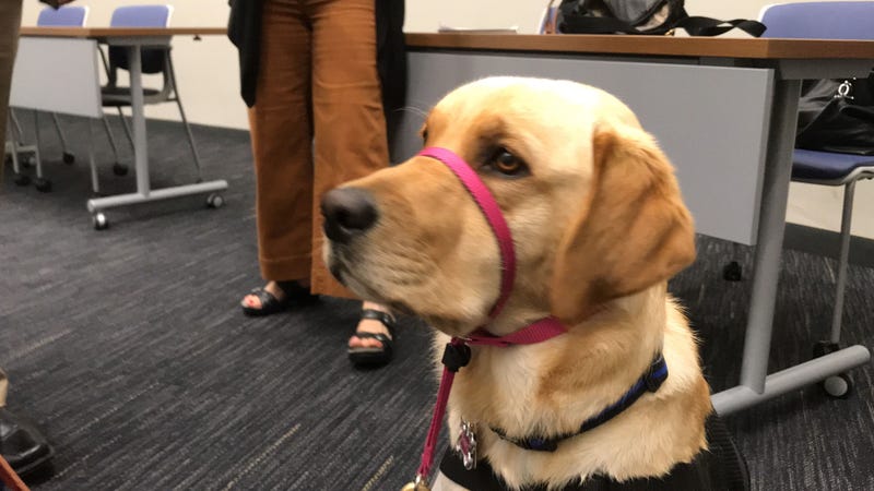 Daisey, the "comfort dog"