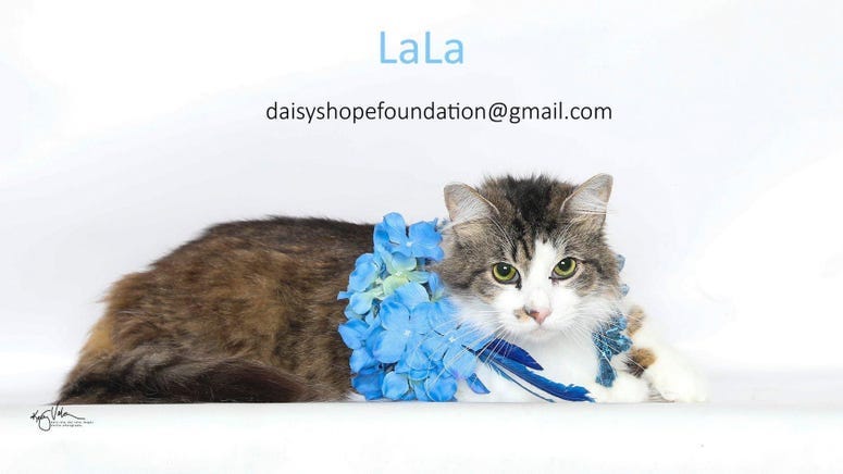 Adopt a pet, cats, kittens, puppies, dogs