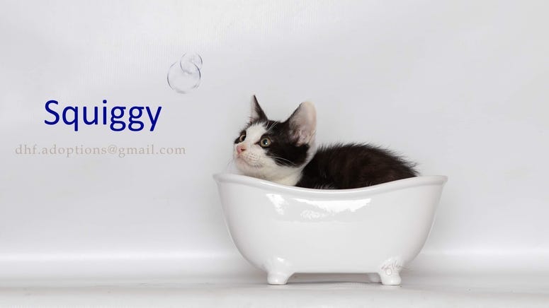 Adopt a pet, cats, kittens, puppies, dogs