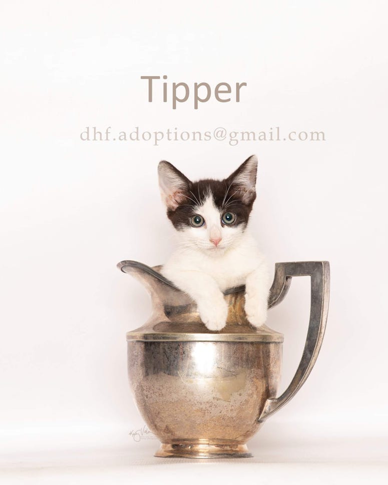 Adopt a pet, cats, kittens, puppies, dogs