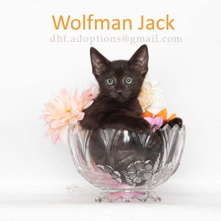 Adopt a pet, cats, kittens, puppies, dogs
