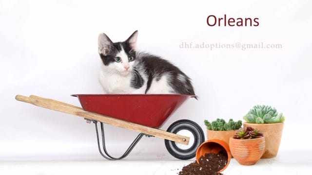 Adopt a pet, cats, kittens, puppies, dogs