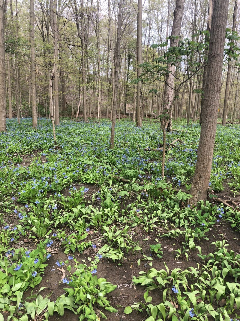 Rocky River Reservation
