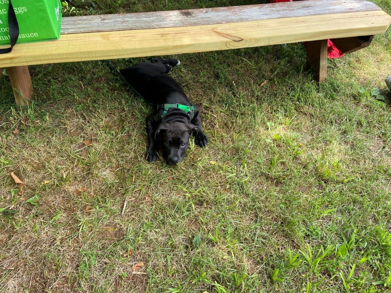 dog