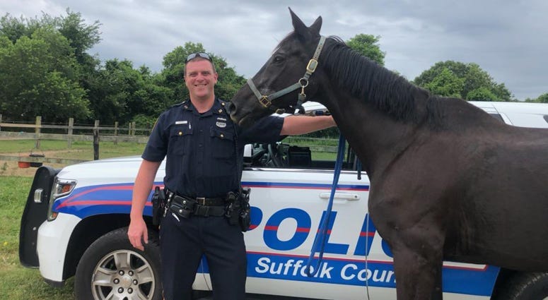 Sunrise Highway horse rescue
