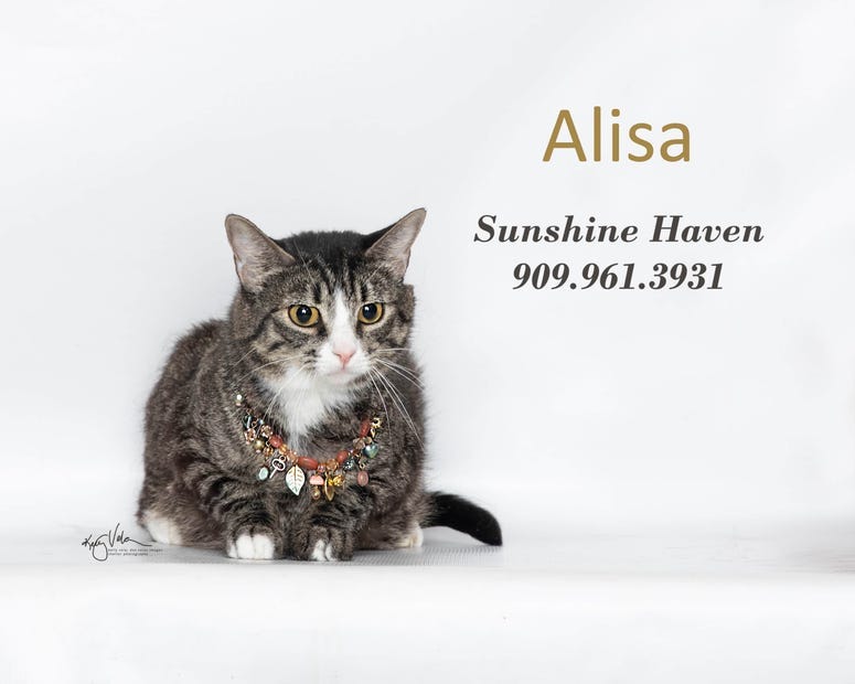 Adopt a pet, cats, kittens, puppies, dogs