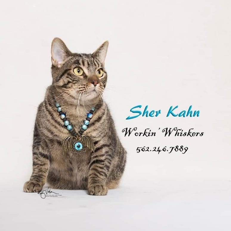 Adopt a pet, cats, kittens, puppies, dogs