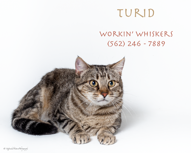 Adopt a pet, cats, kittens, puppies, dogs