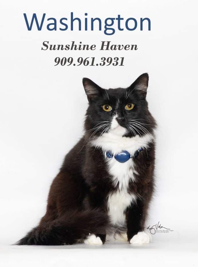 Adopt a pet, cats, kittens, puppies, dogs