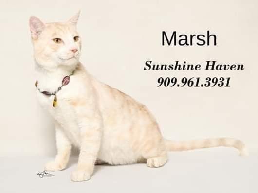 Adopt a pet, cats, kittens, puppies, dogs