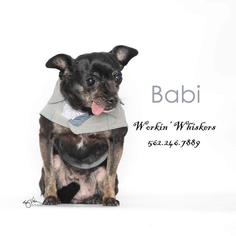 Adopt a pet, cats, kittens, puppies, dogs