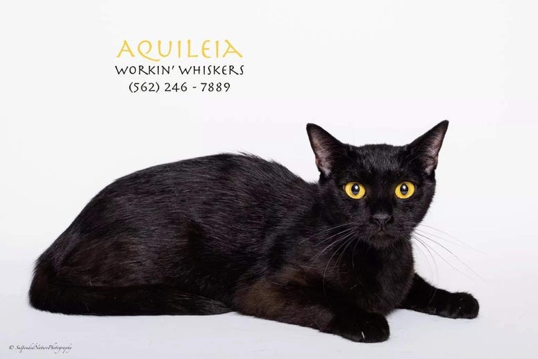 Adopt a pet, cats, kittens, puppies, dogs