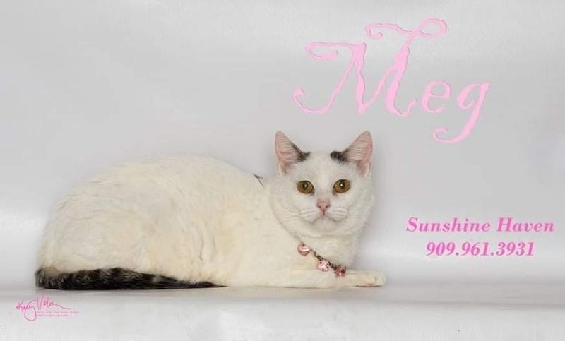 Adopt a pet, cats, kittens, puppies, dogs
