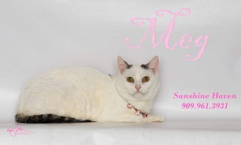 Adopt a pet, cats, kittens, puppies, dogs