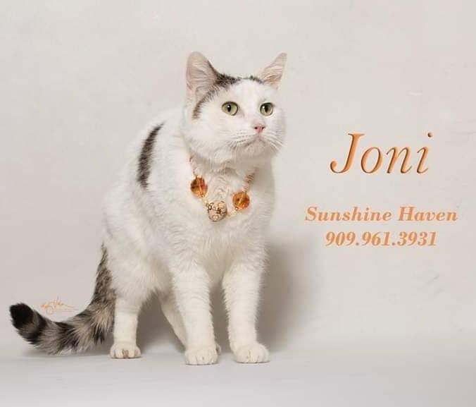 Adopt a pet, cats, kittens, puppies, dogs