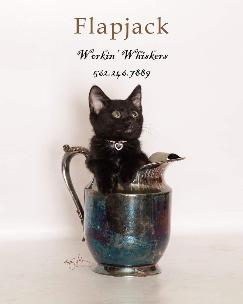 Adopt a pet, cats, kittens, puppies, dogs
