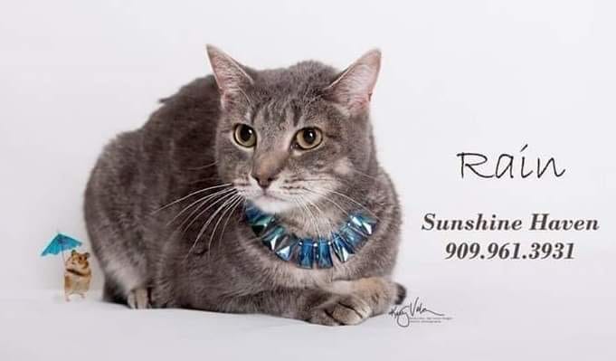 Adopt a pet, cats, kittens, puppies, dogs