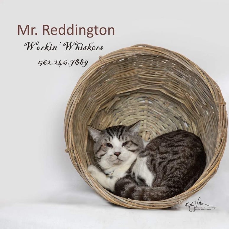 Adopt a pet, cats, kittens, puppies, dogs