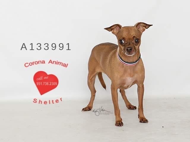 Adopt a pet, cats, kittens, puppies, dogs