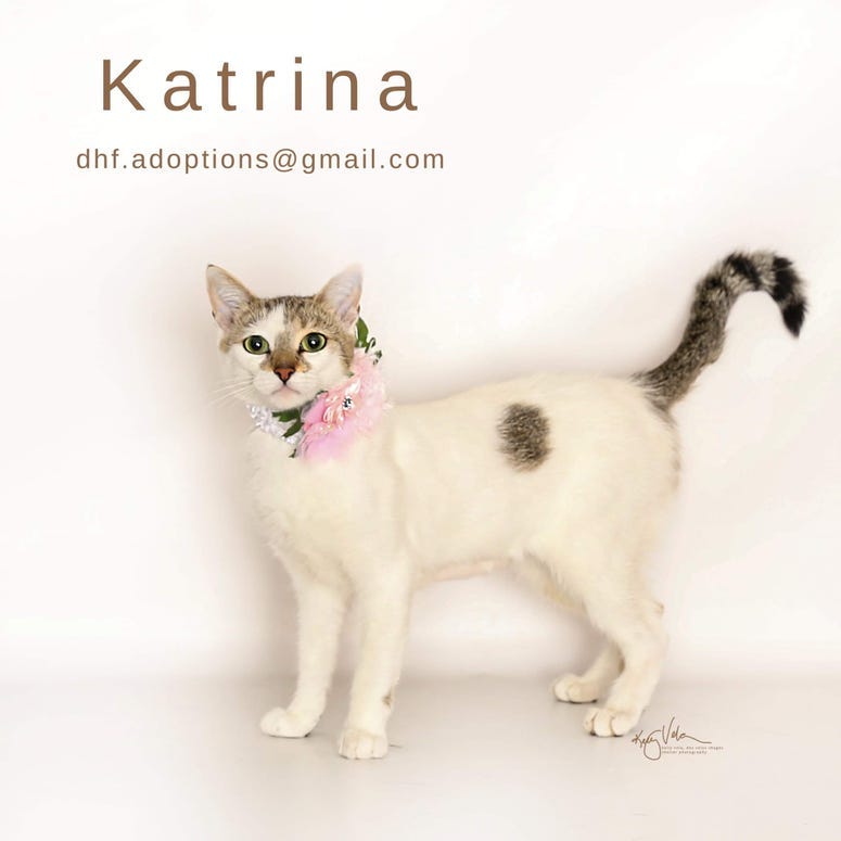 Adopt a pet, cats, kittens, puppies, dogs