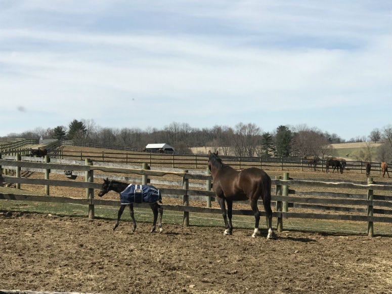 A baby horse born on a Chester County farm earlier this month has a lot of people betting on his bright future.