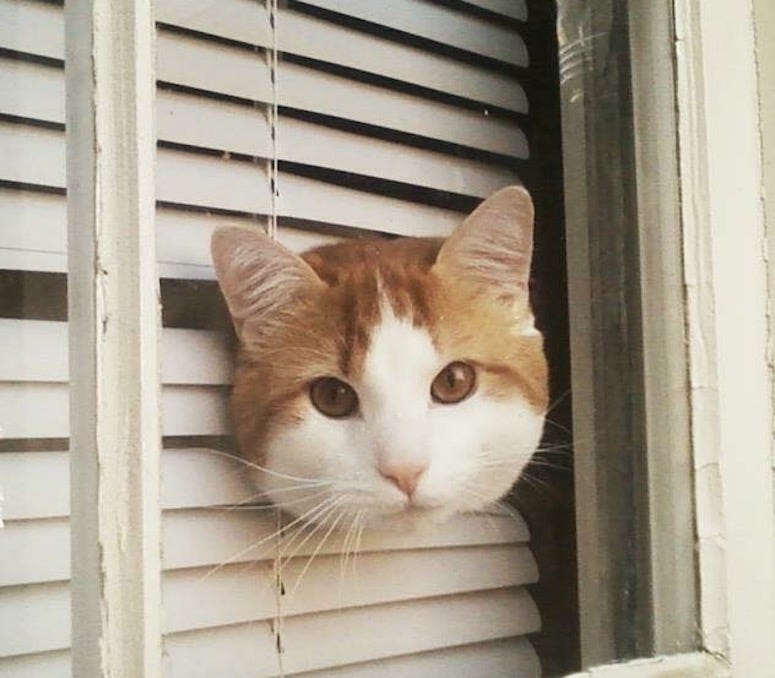 Gilligan