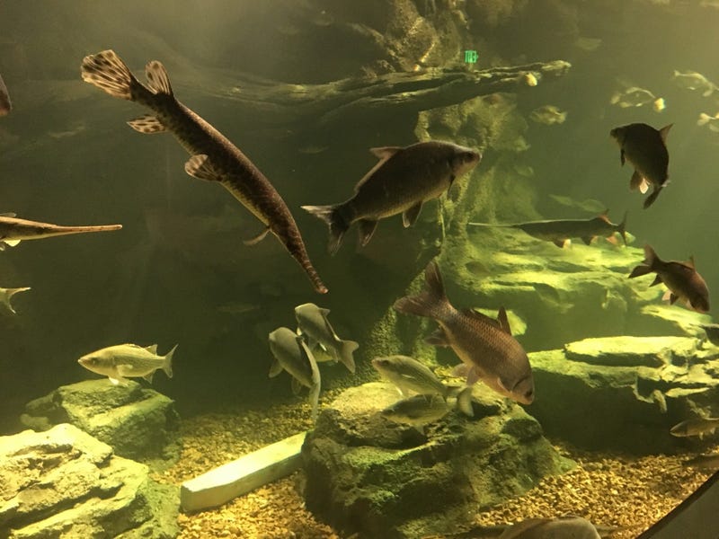 St. Louis Aquarium