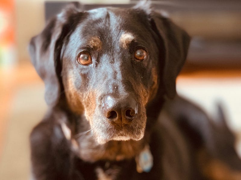 My dog Hazel's face