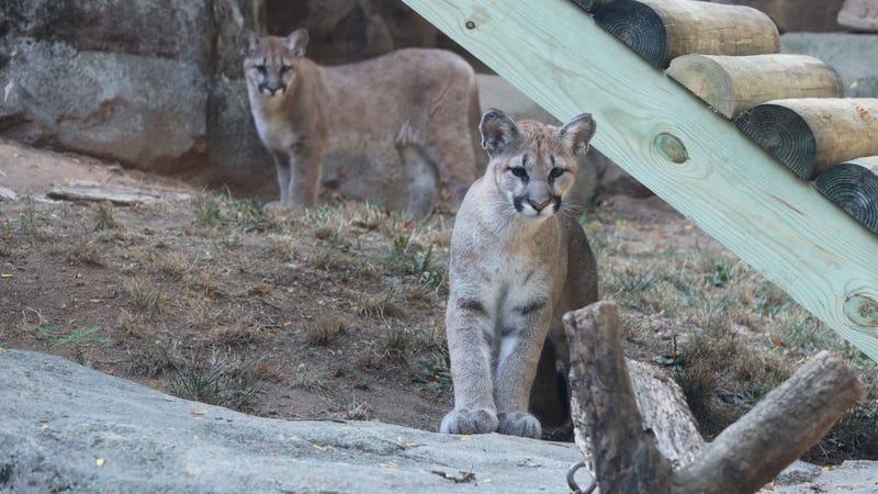 Elbroch, a male puma, and Olympia, a female, are now about 7 months old and each weigh 50 pounds.