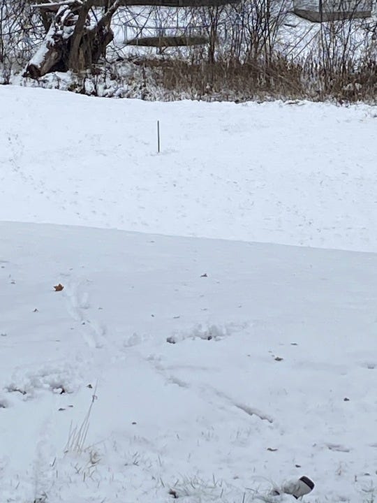 Snow in a yard