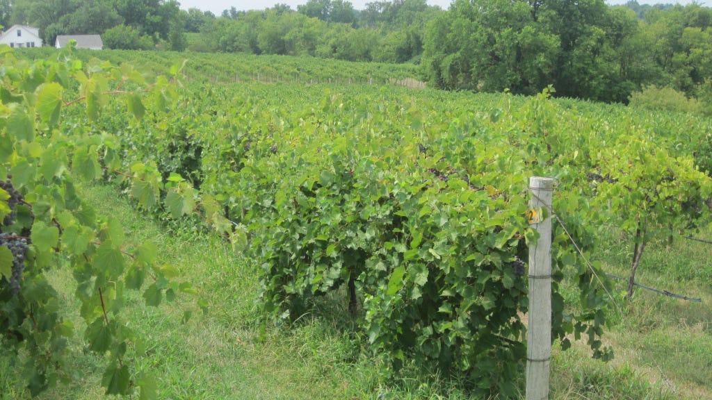 Investor to acquire 6th Missouri winery with plans for 'largest vineyards in Midwest'