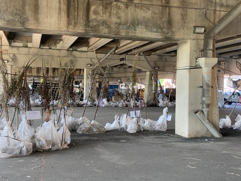 The Pennsylvania Horticultural Society (PHS) distributed 1,400 trees in a lot under I-95 in South Philadelphia that will be planted throughout the region.
