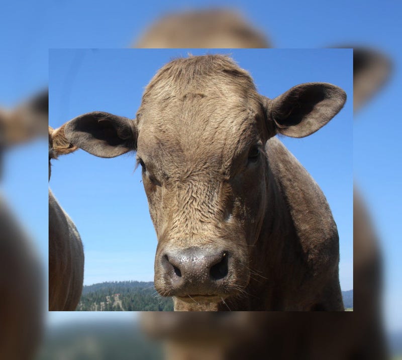 Beefalo