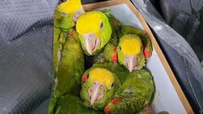 13 parrots found stuffed in duffle bags in the trunk of a car at the U.S. border