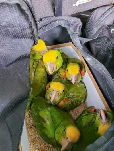 Live parrots found being smuggled into US.
