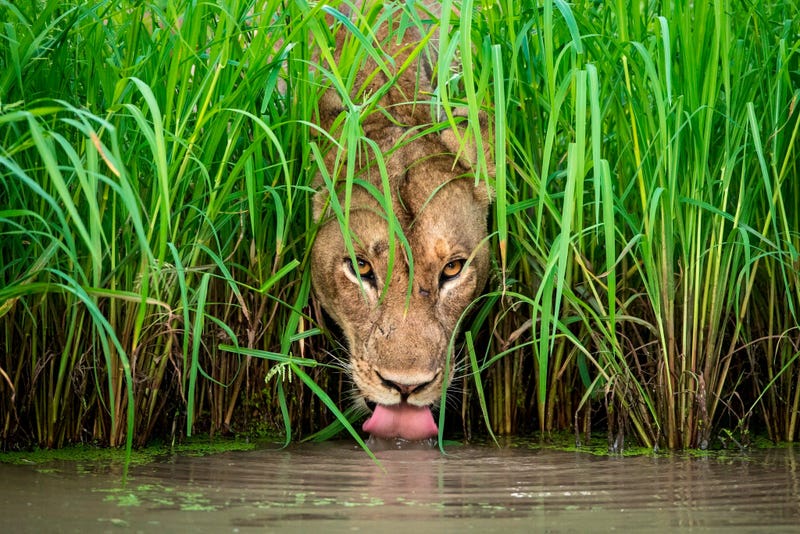 A lioness drinks from a waterhole in Zambia’s South Luangwa National Park.  When photographer Isak Pretorius spotted this lioness walking away from her group, he anticipated that she might be going for a drink.  