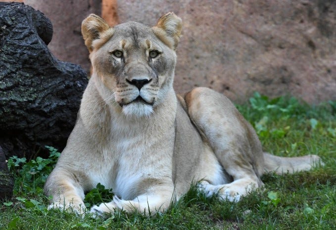 Isis Lion Dead