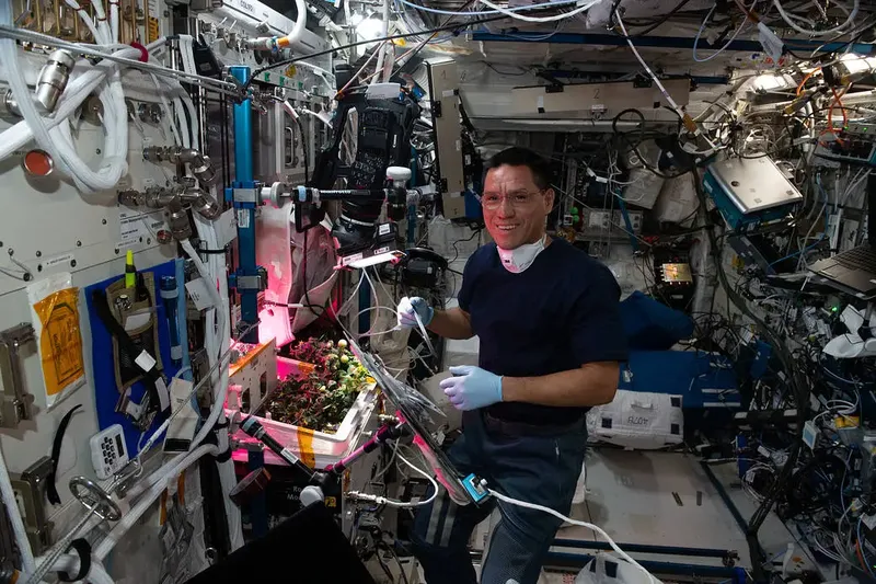 Astronaut Frank Rubio checks tomato plants growing inside the International Space Station for the XROOTS space botany study.