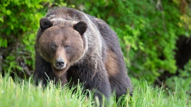 Grizzly bear kills hunter in first-of-its-kind attack in largest US national park