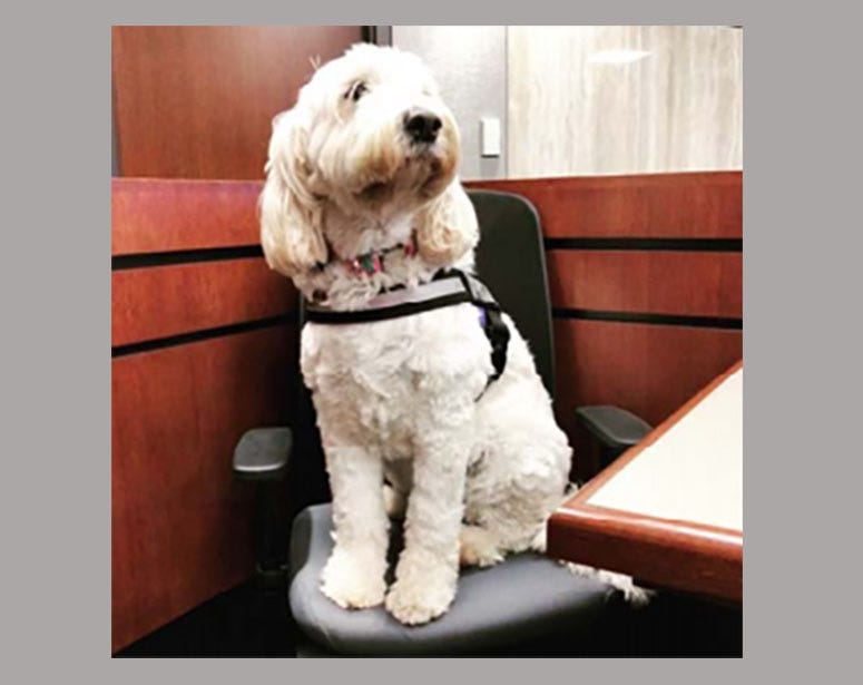 Izzy The Therapy Dog