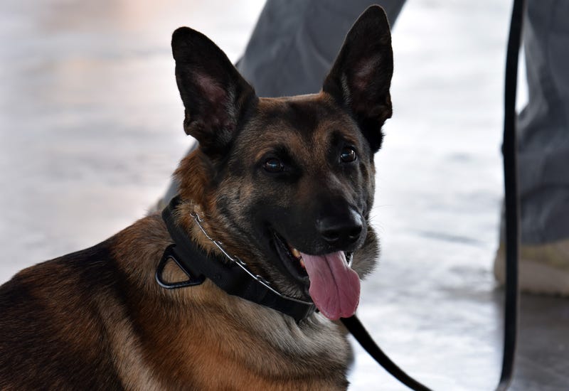 police dog