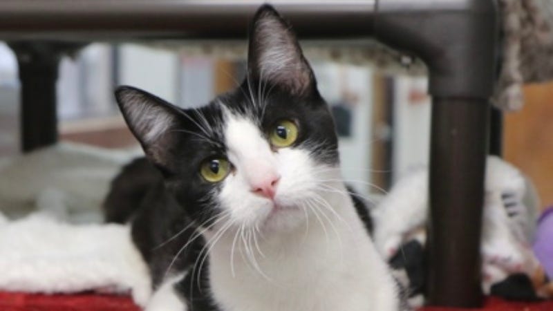 Jack Harlow (Kitty) @ Austin Humane Society 1/29/25