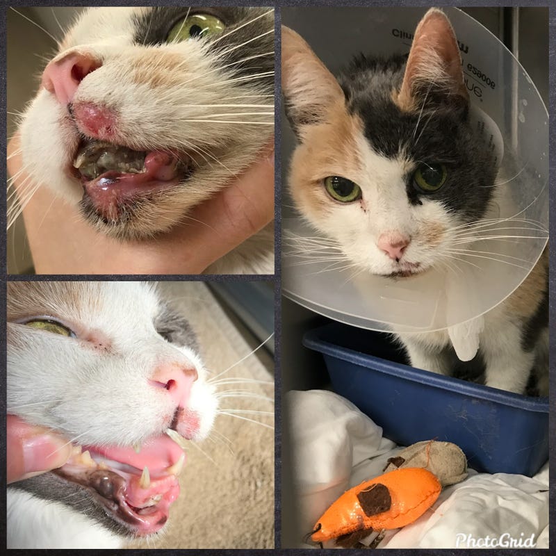 Violet/Jackie, before and after treatment at All Creatures Veterinary Hospital