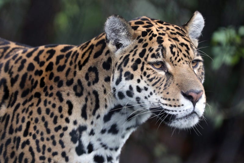 Jaguar