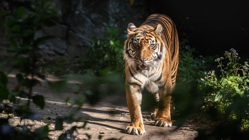 Jacksonville Zoo and Botanical Gardens