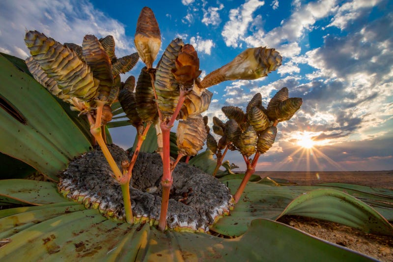 Photographer Jen Guyton trekked all day across the Namib Desert looking for the perfect welwitschiaplant to capture.  She finally spotted this aged and ragged-leaved subject.