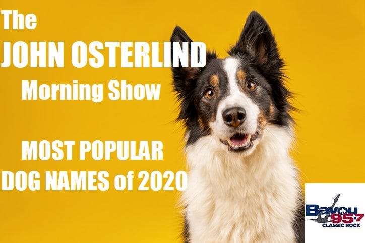 dog name 